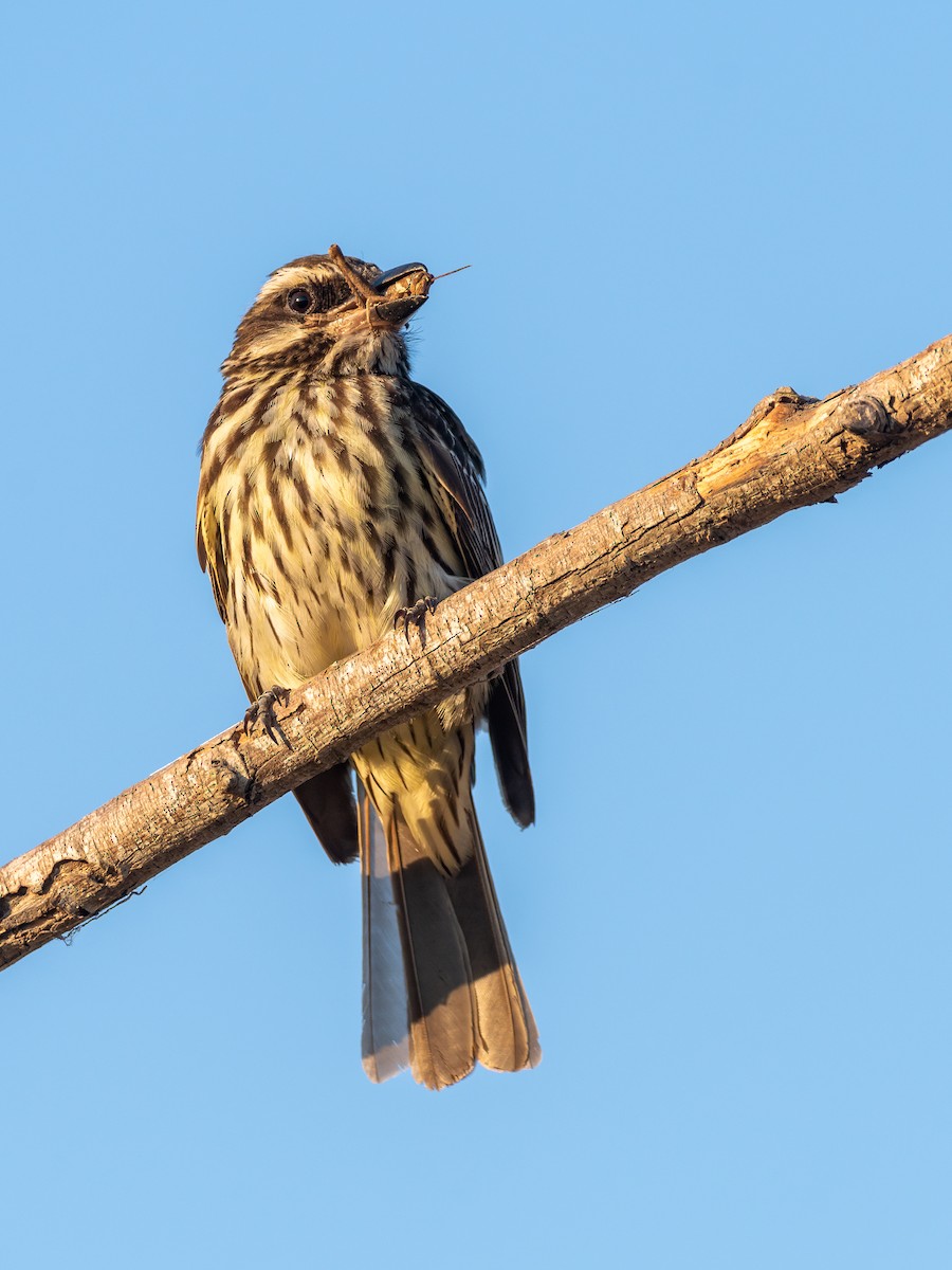 Streaked Flycatcher - Carlos Rossello