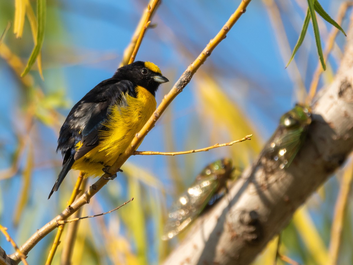 Purple-throated Euphonia - Carlos Rossello