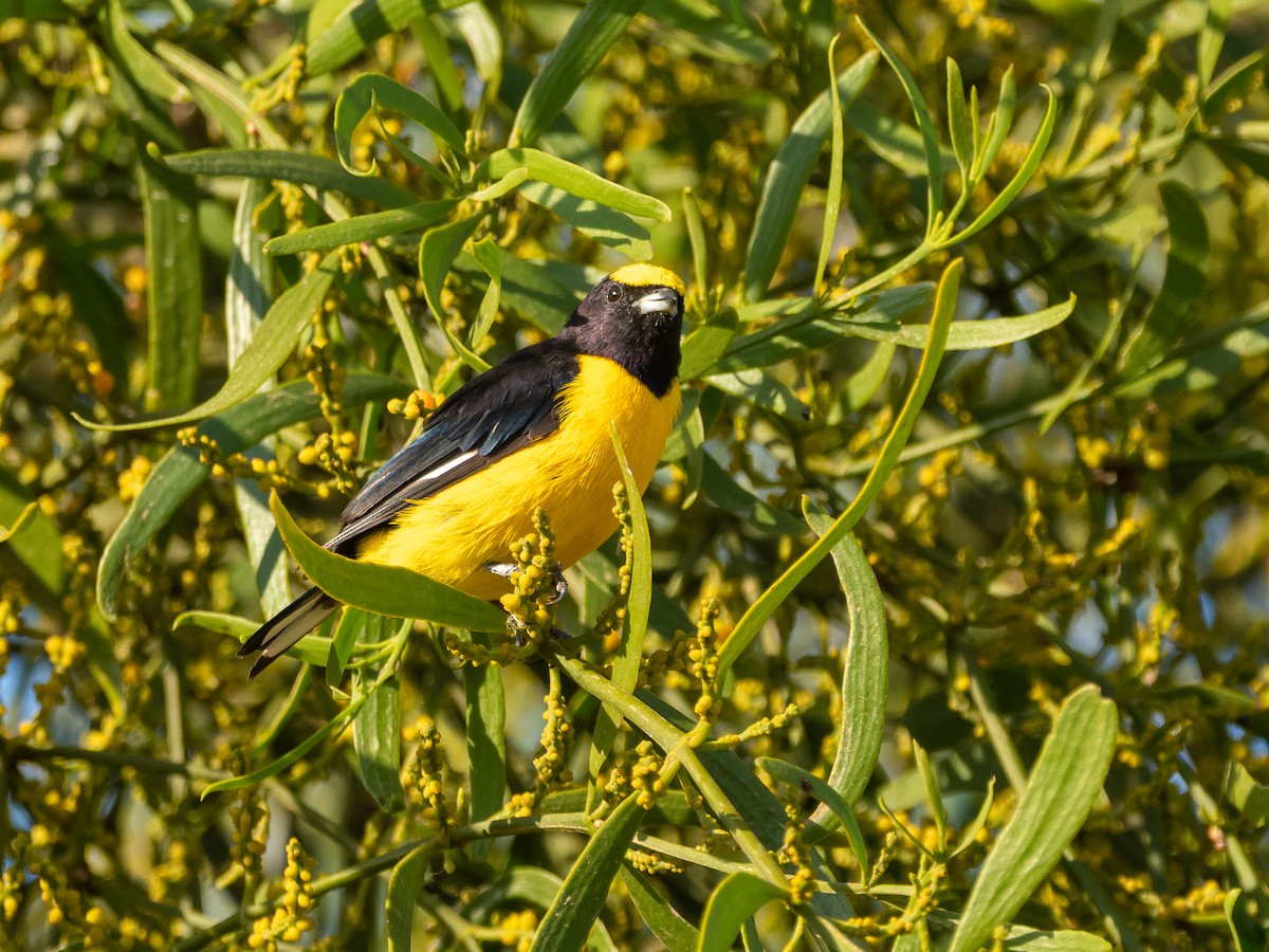 Purple-throated Euphonia - Carlos Rossello