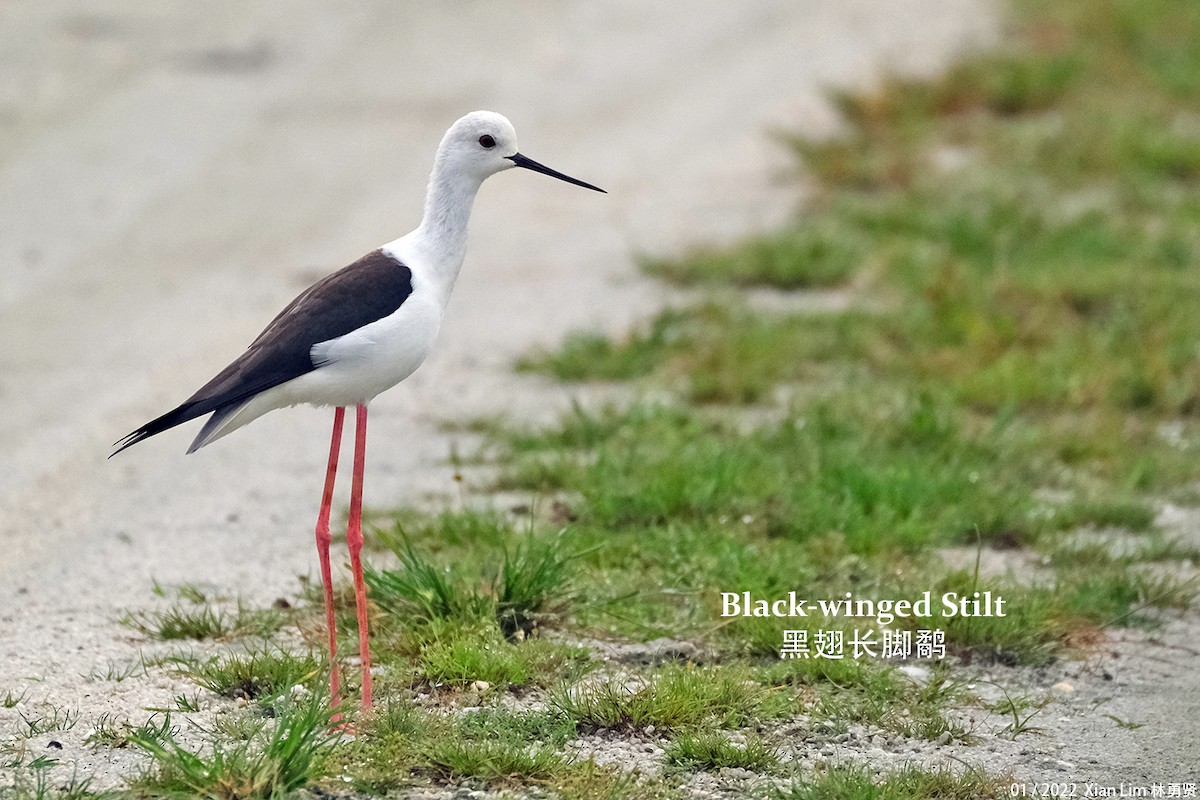 Black-winged Stilt - ML404975251