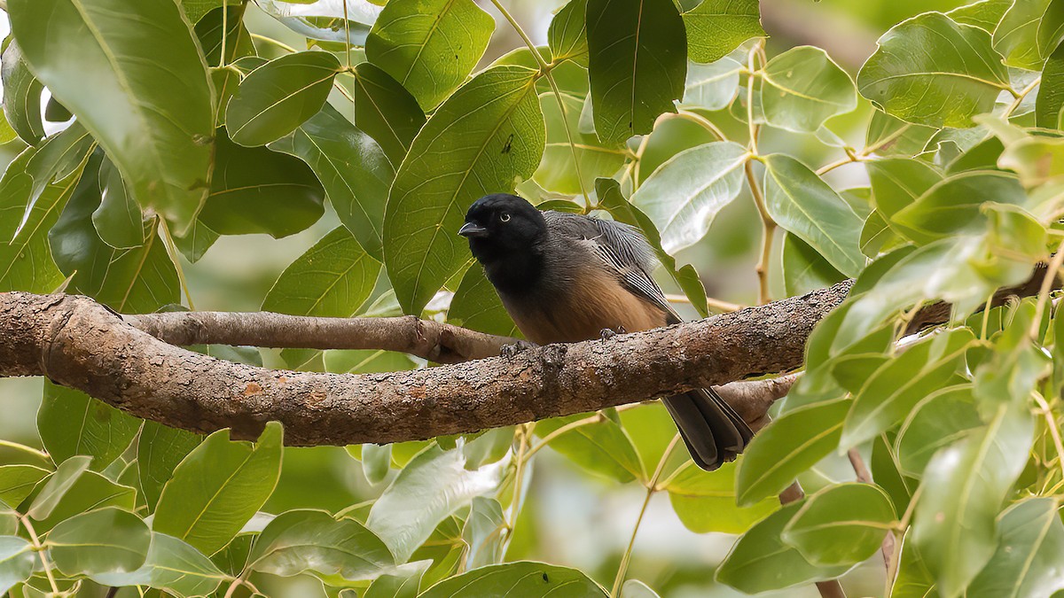 Rufous-bellied Tit (Rufous-bellied) - ML404975501