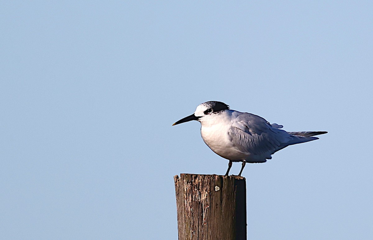 Sandwich Tern - ML404975671