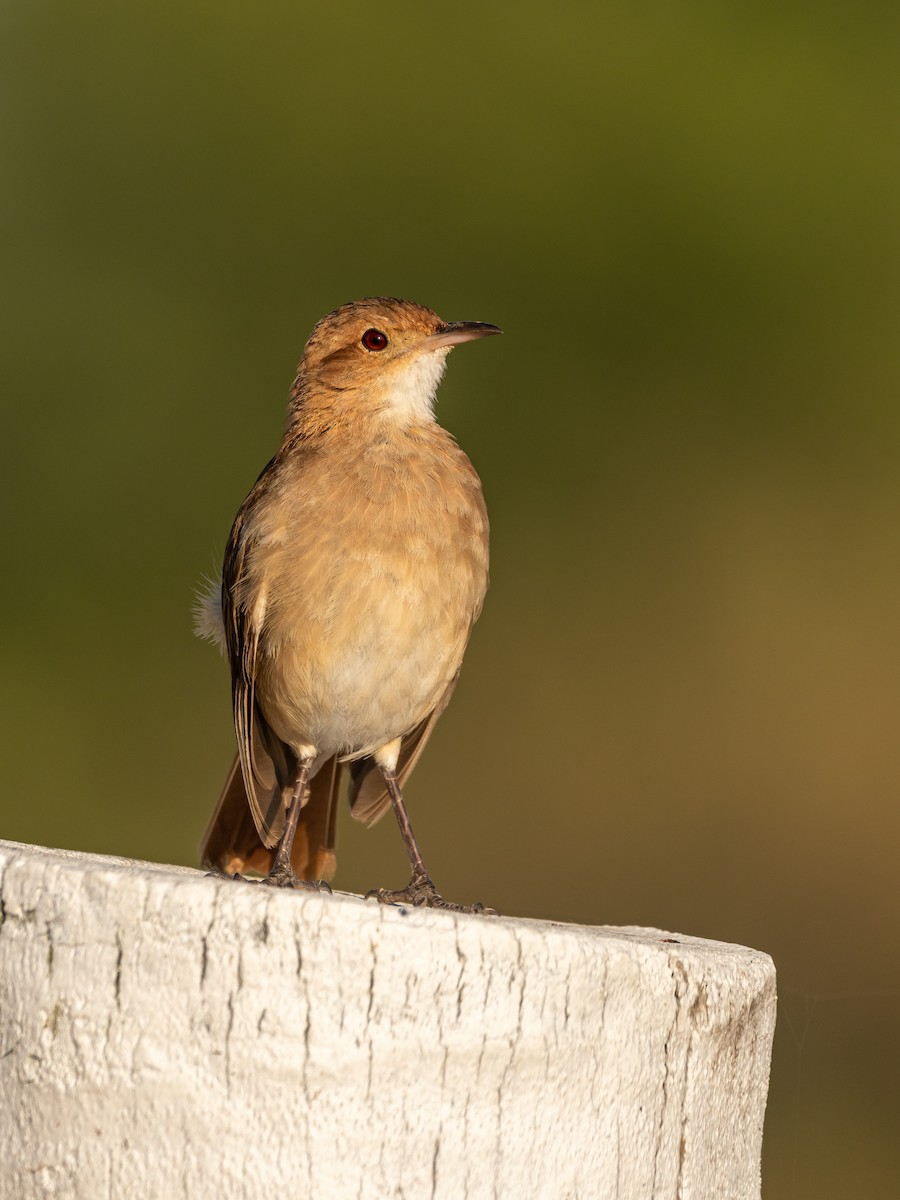 Rufous Hornero - ML404975781