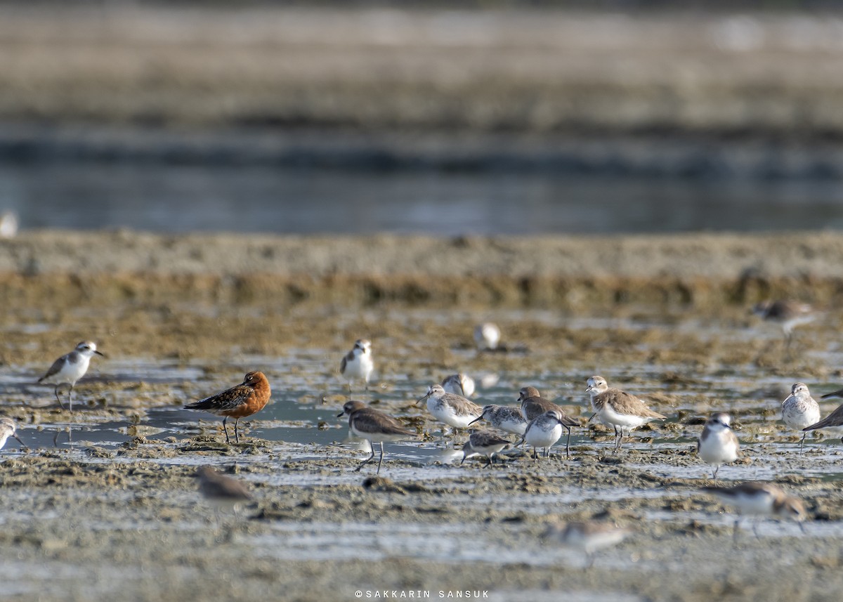 Curlew Sandpiper - Sakkarin Sansuk