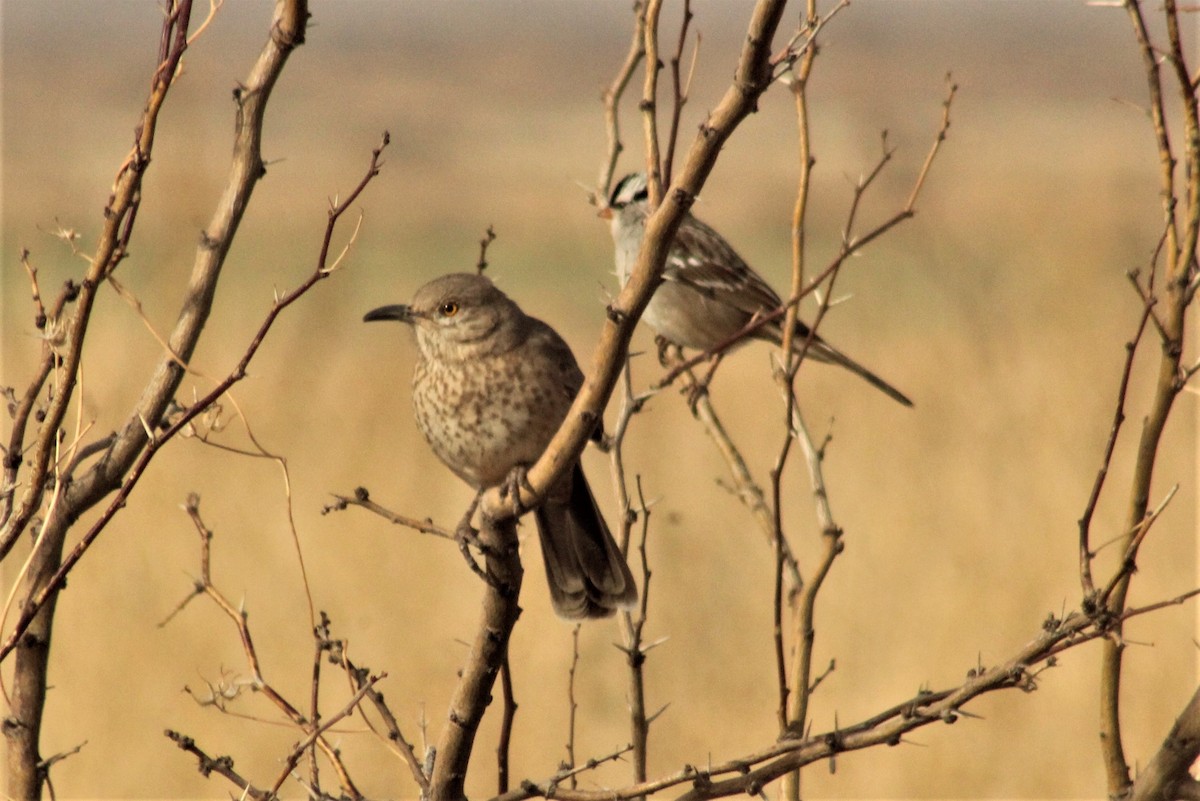 Bendire's Thrasher - ML404976111