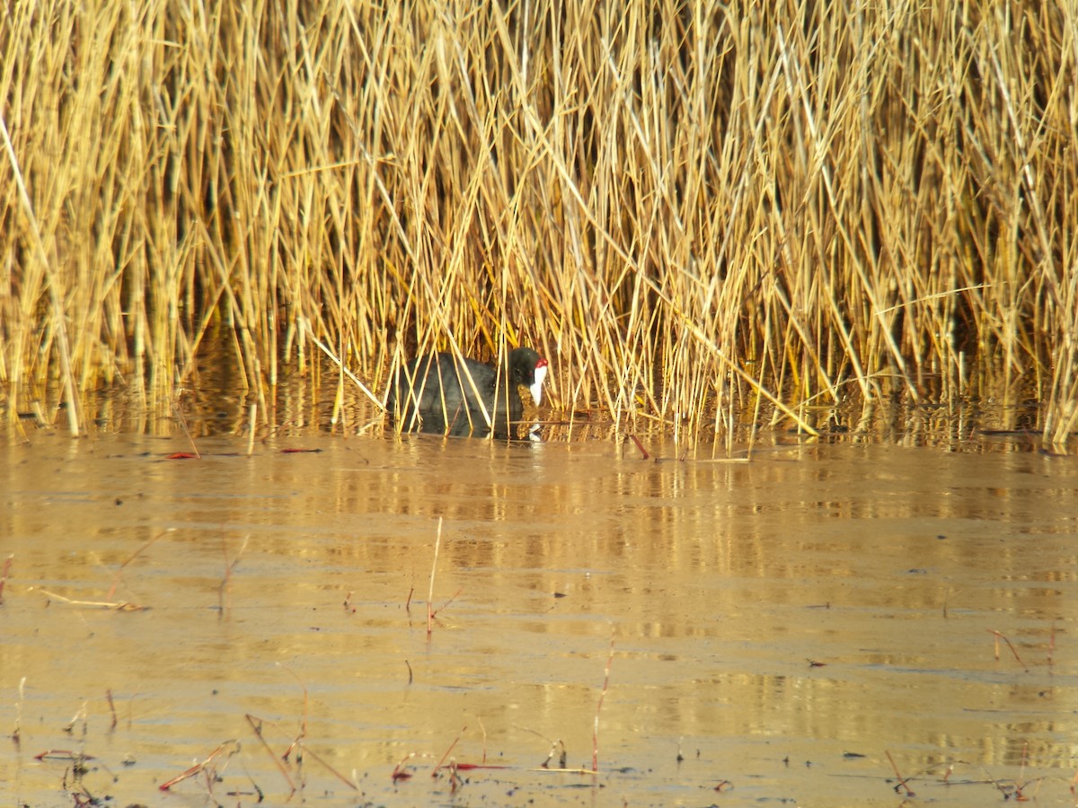 Red-knobbed Coot - ML404976491