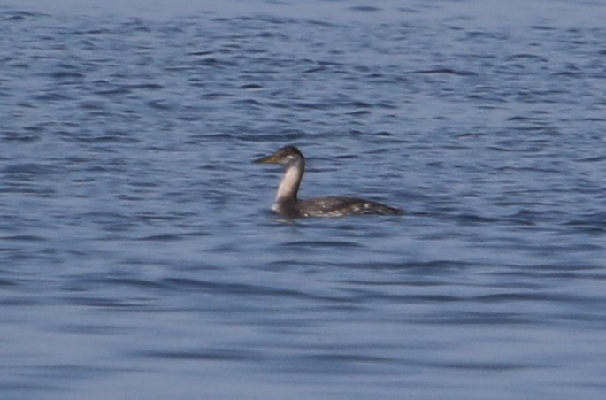 Red-necked Grebe - ML40497671