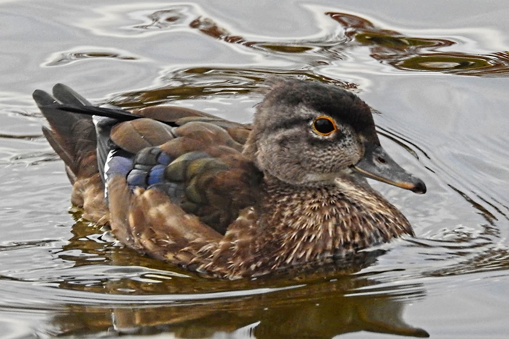 Wood Duck - ML40497741