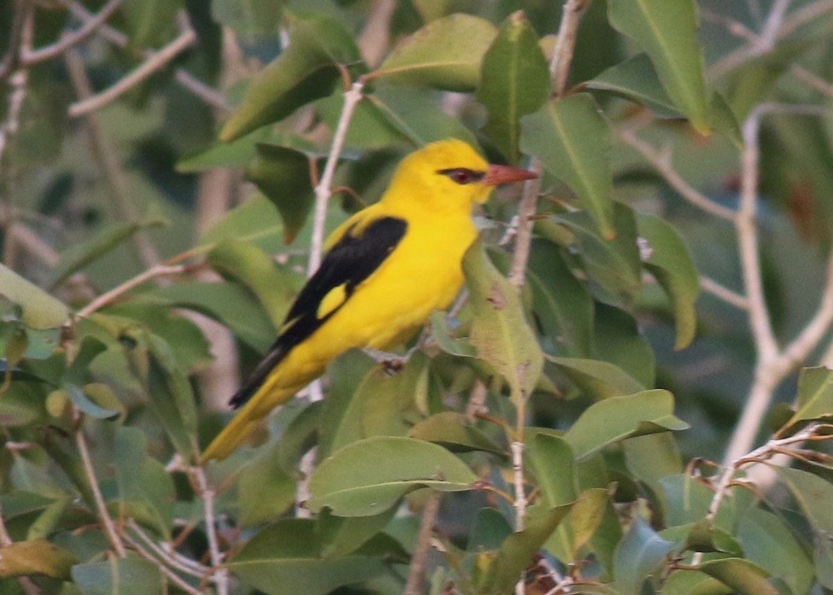 Indian Golden Oriole - ML404979071