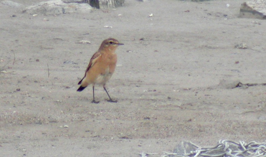 Northern Wheatear - Jean Iron