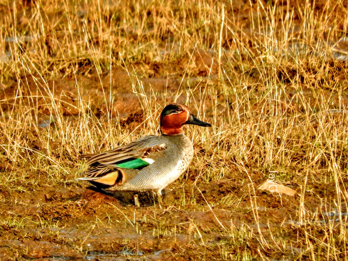 Green-winged Teal - ML404979911