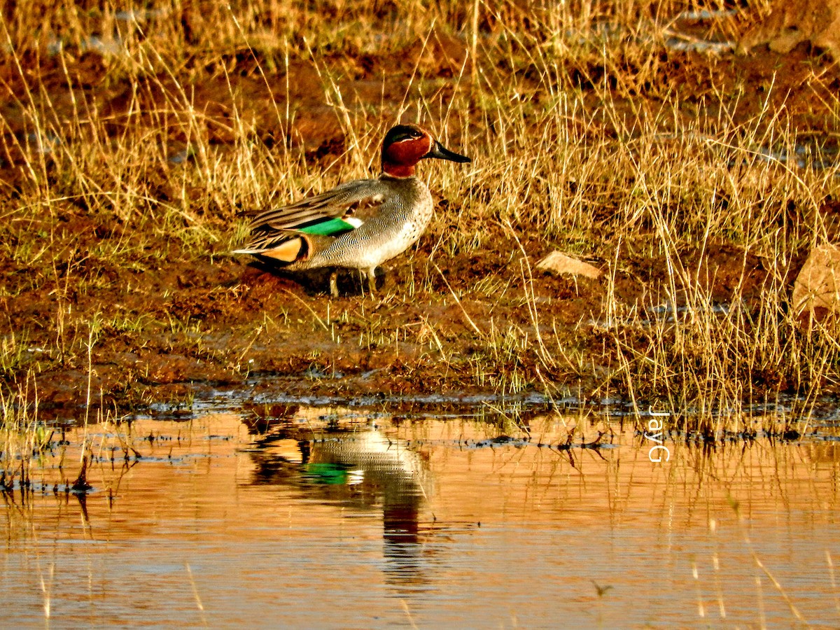Green-winged Teal - ML404979921