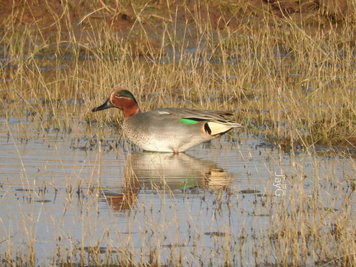 Green-winged Teal - ML404979941