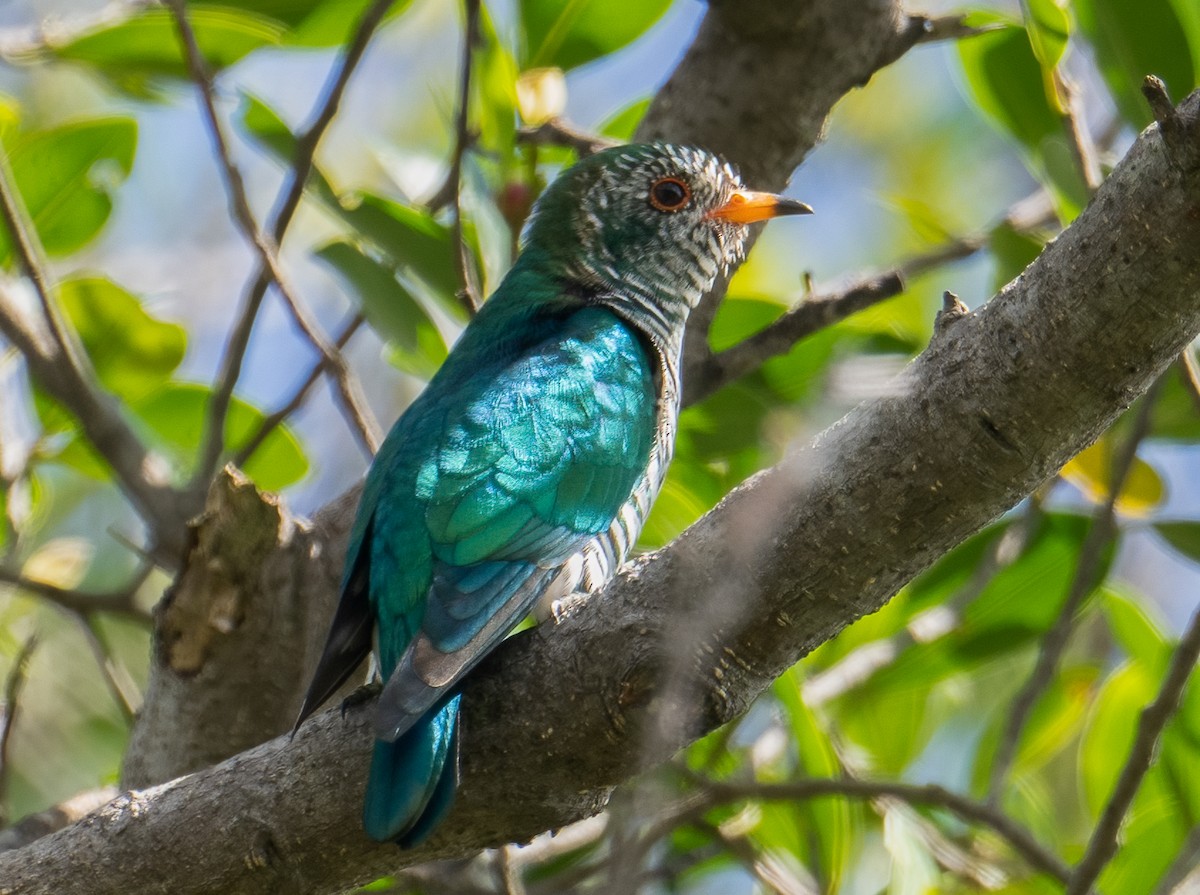 Asian Emerald Cuckoo - Chien N Lee