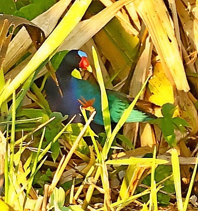 Purple Gallinule - ML404982381