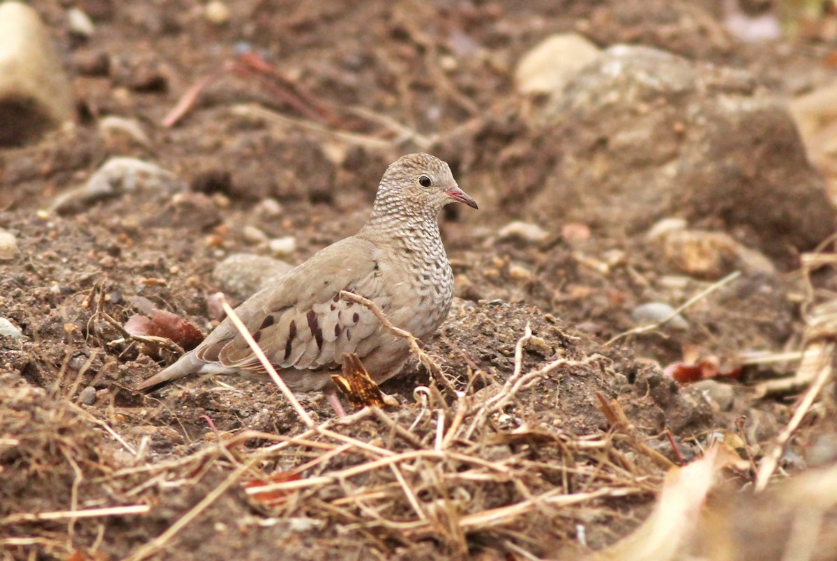 Common Ground Dove - Jeremiah Trimble