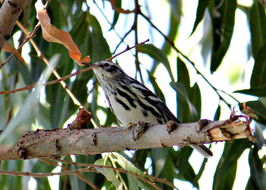 Black-and-white Warbler - ML40498361