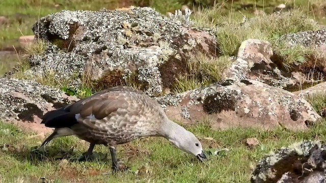 Blue-winged Goose - ML404983951