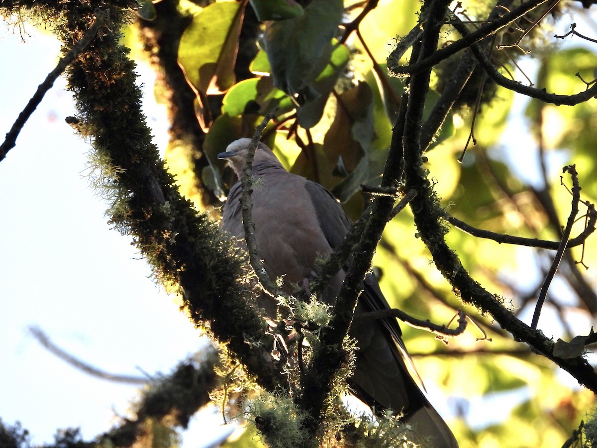 Red-eyed Dove - ML404984491