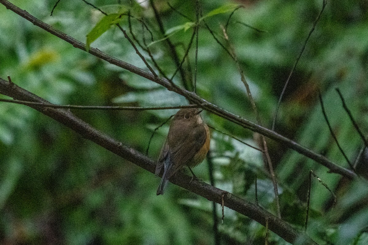 Red-flanked Bluetail - ML404984851