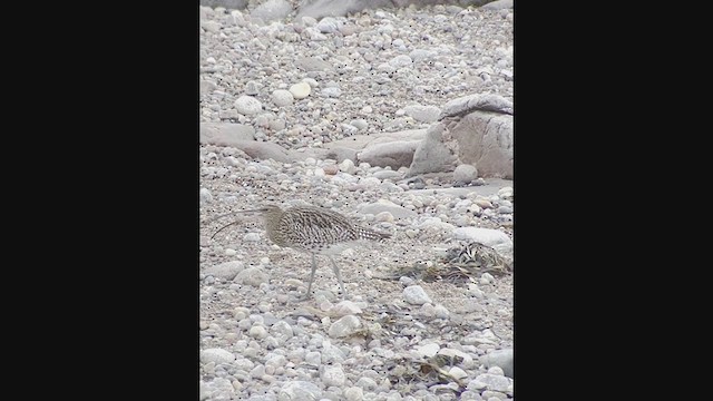 חרמשון גדול - ML404985251