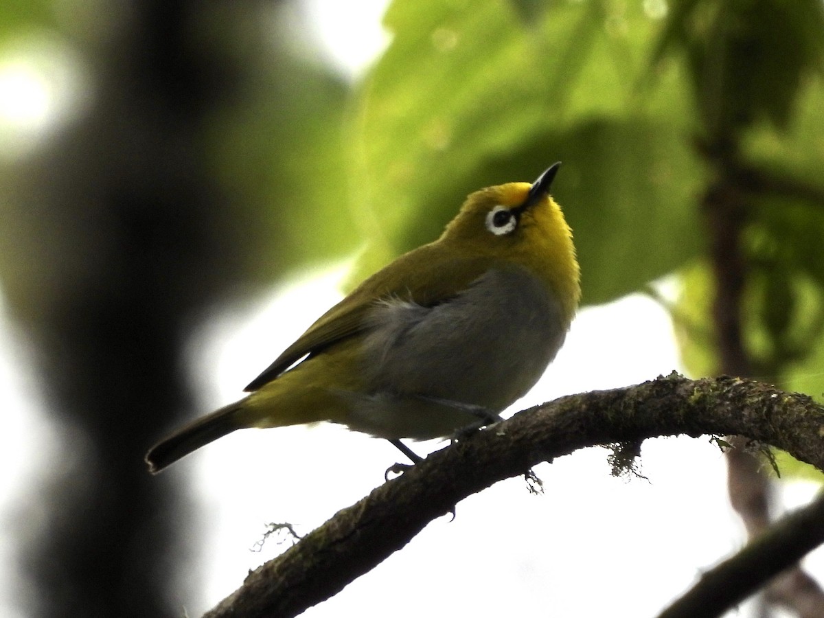 アフリカヤマメジロ（poliogastrus） - ML404985561