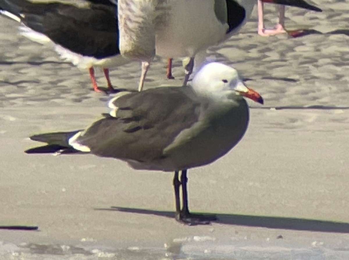 Heermann's Gull - ML404986821