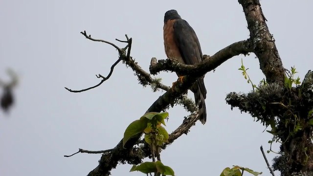 Rufous-breasted Sparrowhawk (Ethiopian) - ML404986911