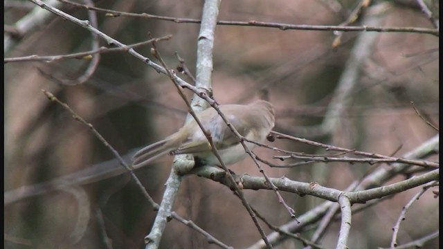 嘰喳柳鶯(tristis) - ML404987621