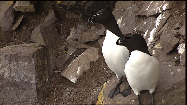 Razorbill - ML404988