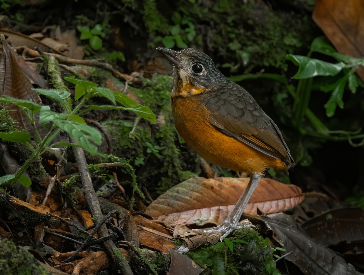 Scaled Antpitta - ML404988191