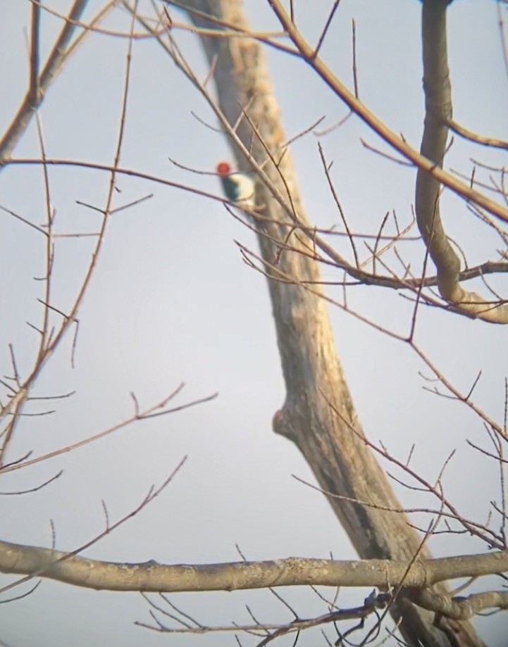 Red-headed Woodpecker - ML404989081