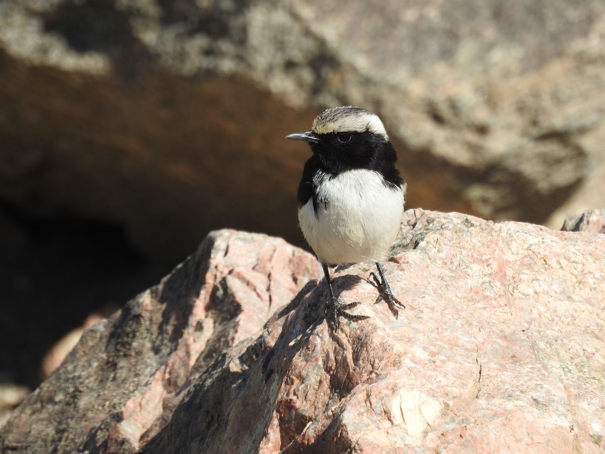 Arabian Wheatear - ML404989091