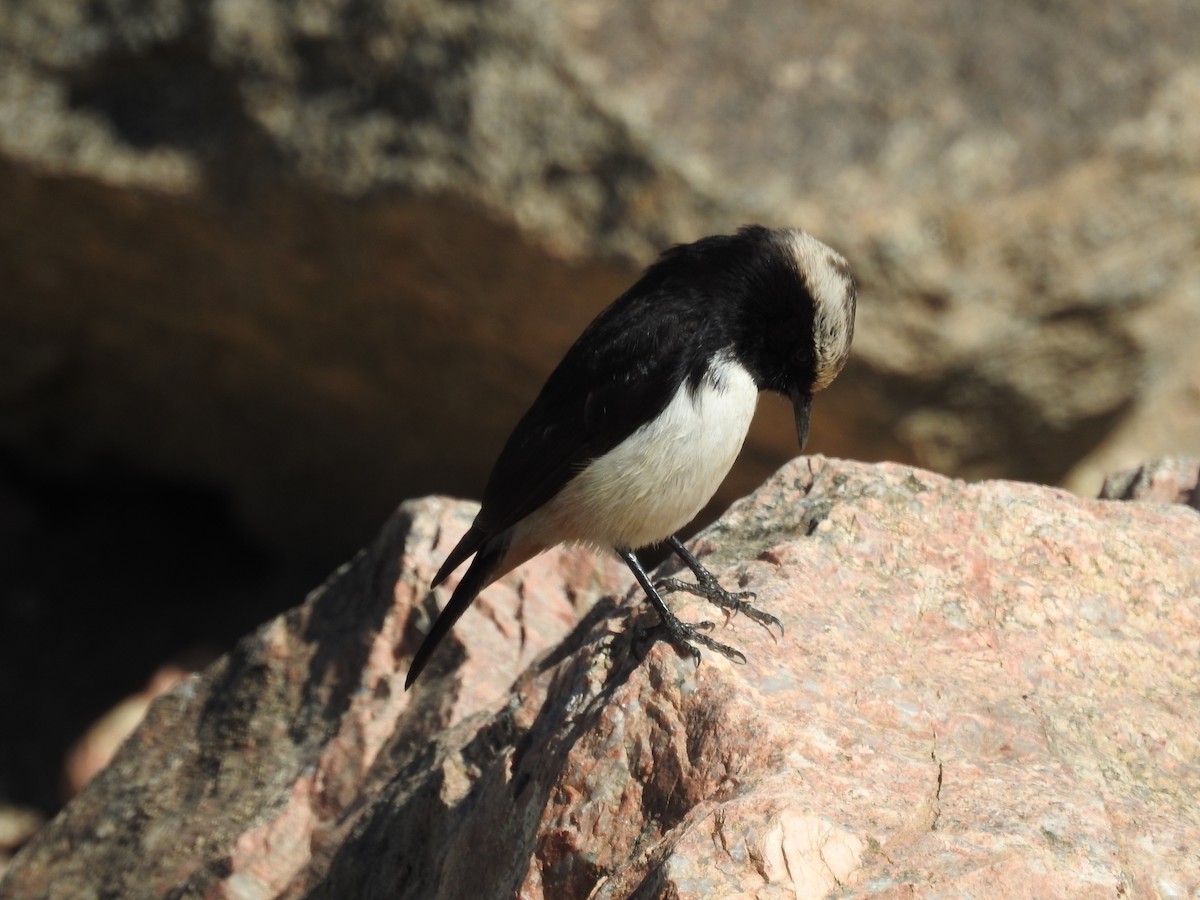 Arabian Wheatear - ML404989101