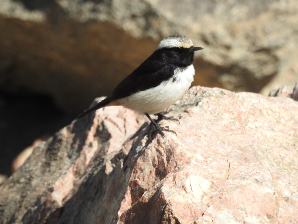 Arabian Wheatear - ML404989111