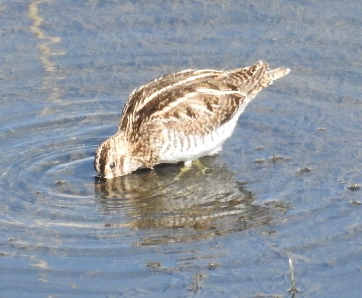 Common Snipe - ML404989431