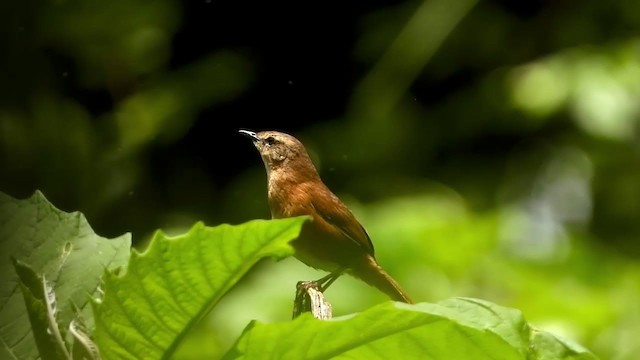 Cinnamon Bracken-Warbler - ML404989481