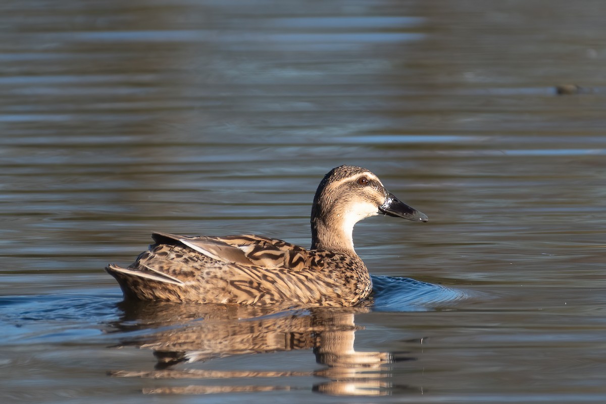 duck sp. - Ana Amaral