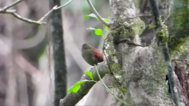 Abyssinian Crimsonwing - ML404991791