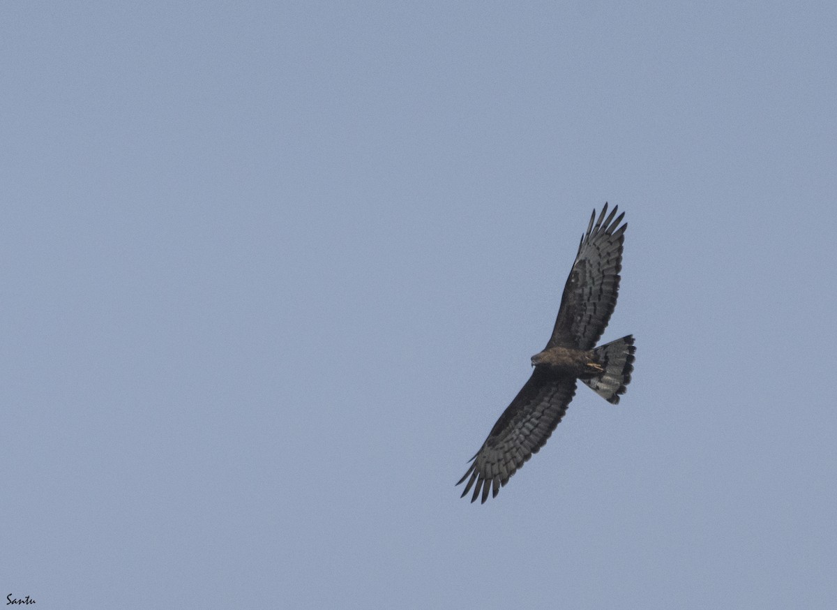 Oriental Honey-buzzard - ML404992431