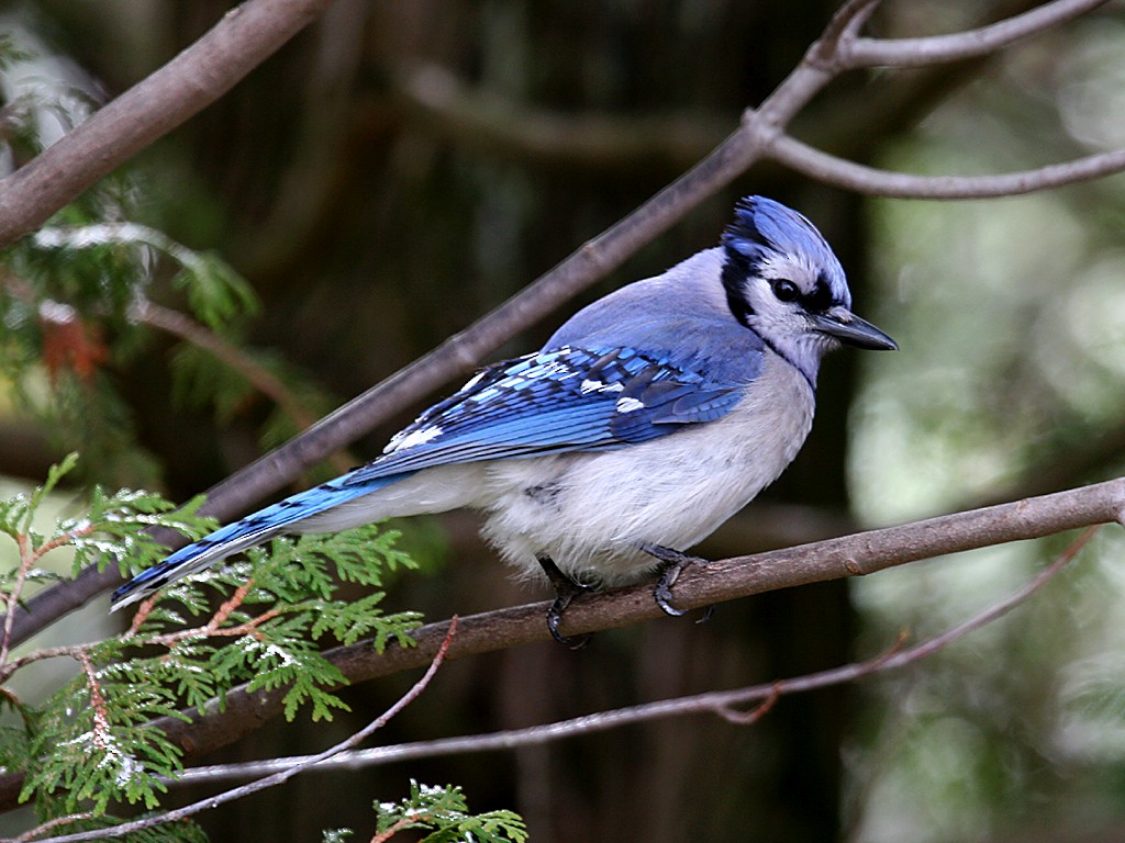 Blue Jay - Dick Dionne