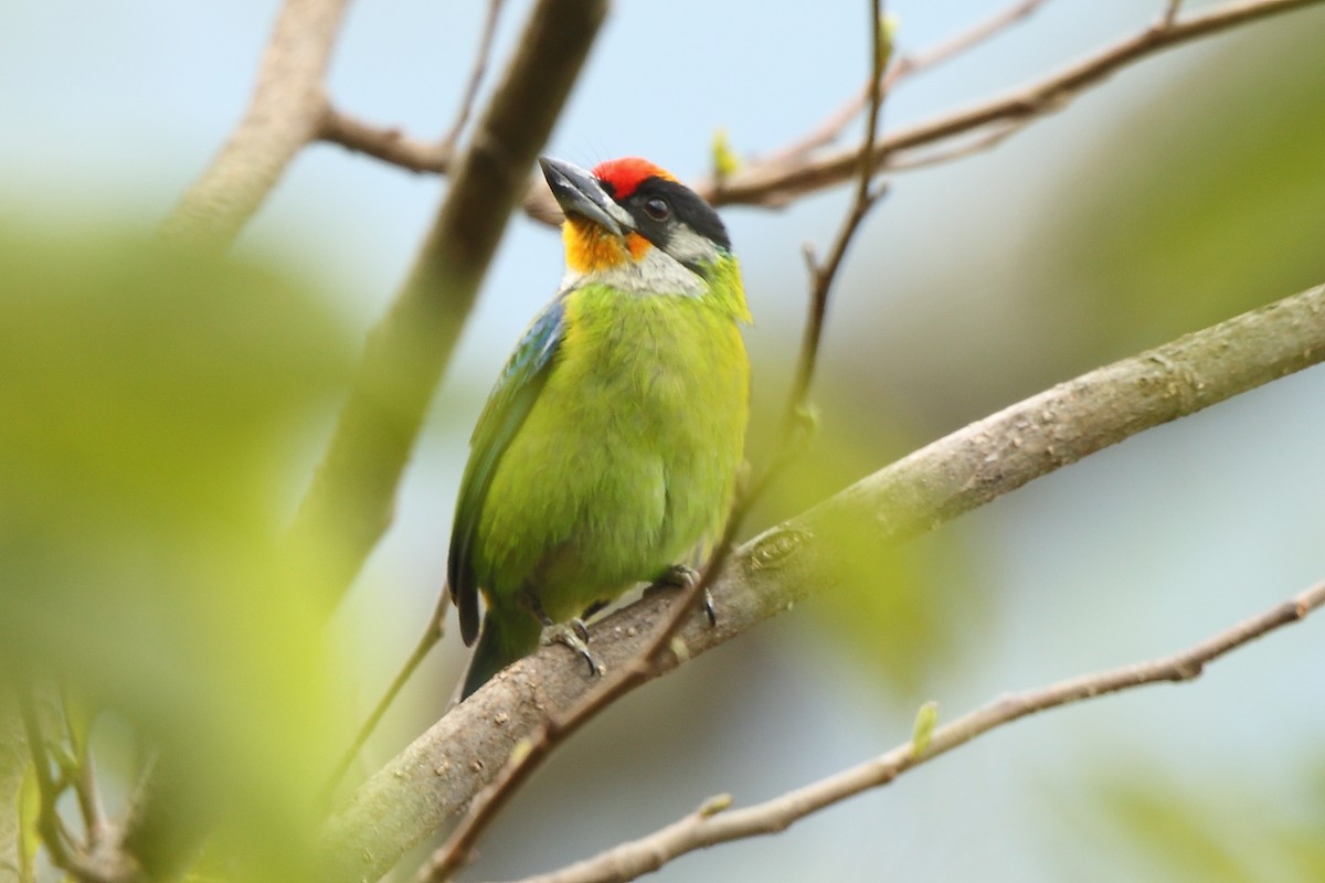 Golden-throated Barbet - ML404996151