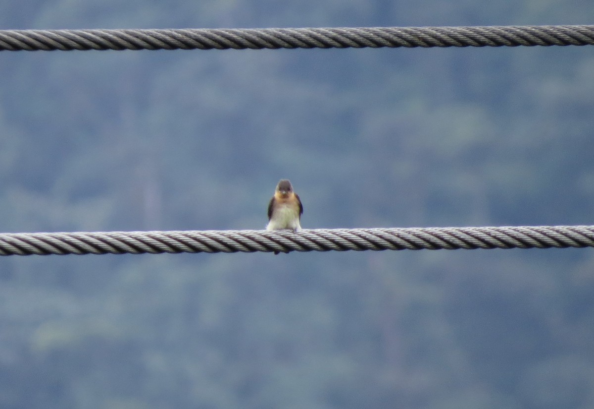 Southern Rough-winged Swallow - ML404998221