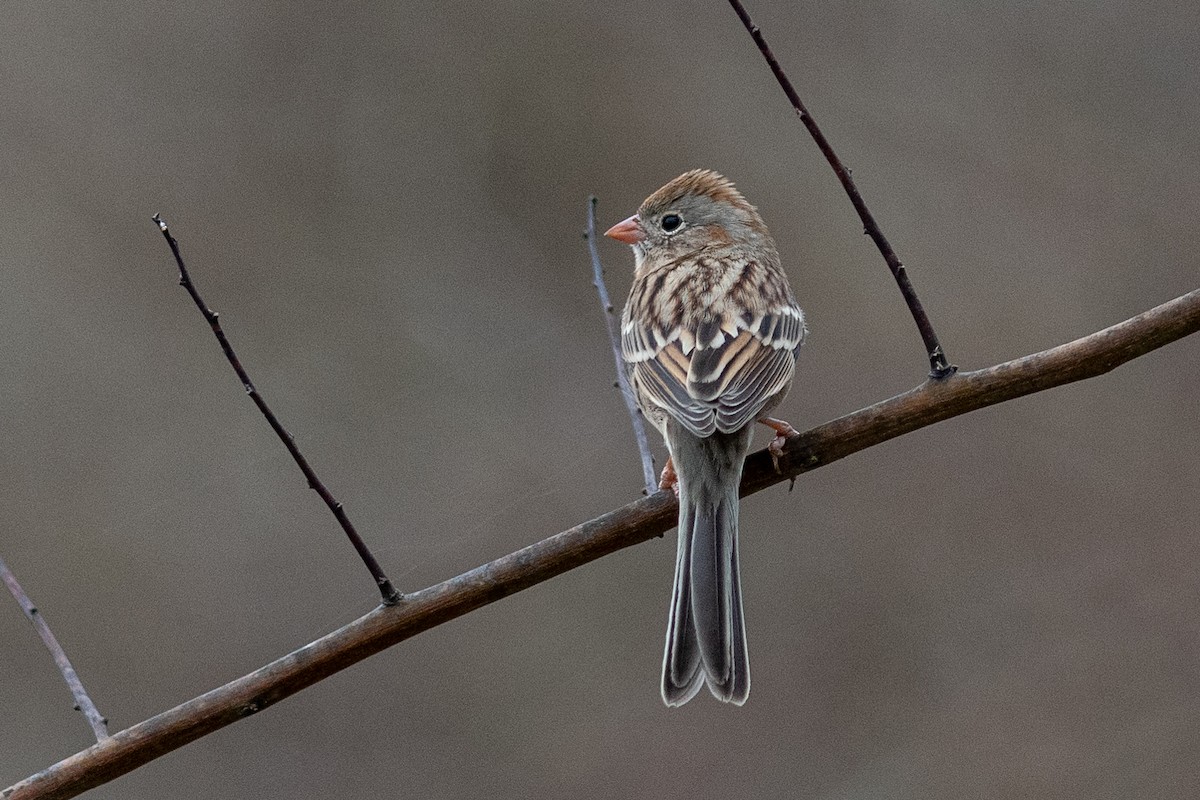 Field Sparrow - ML404999791