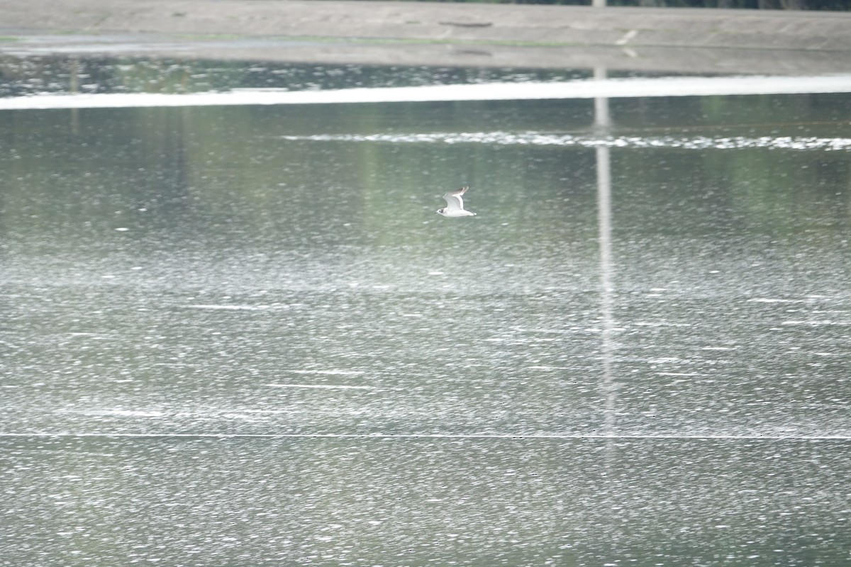 Franklin's Gull - ML405000771