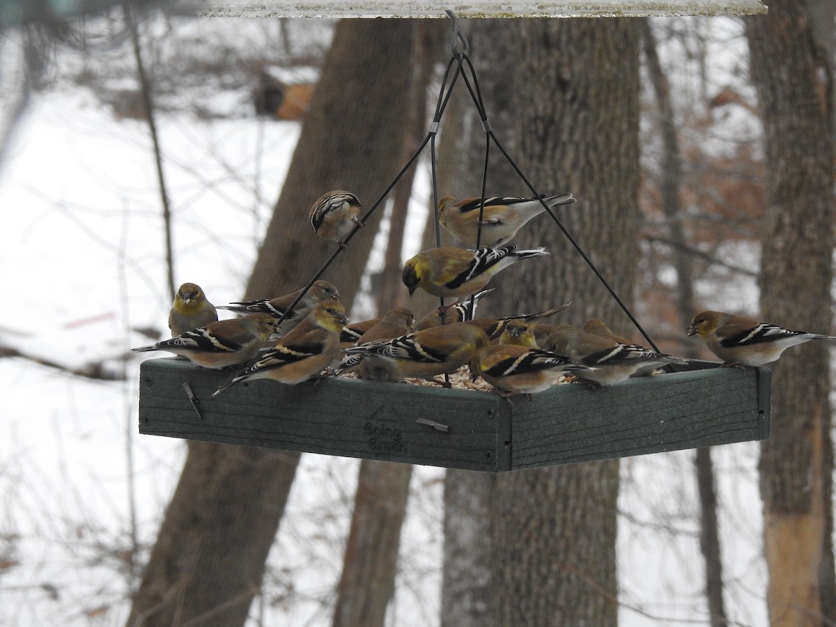 American Goldfinch - ML405001281