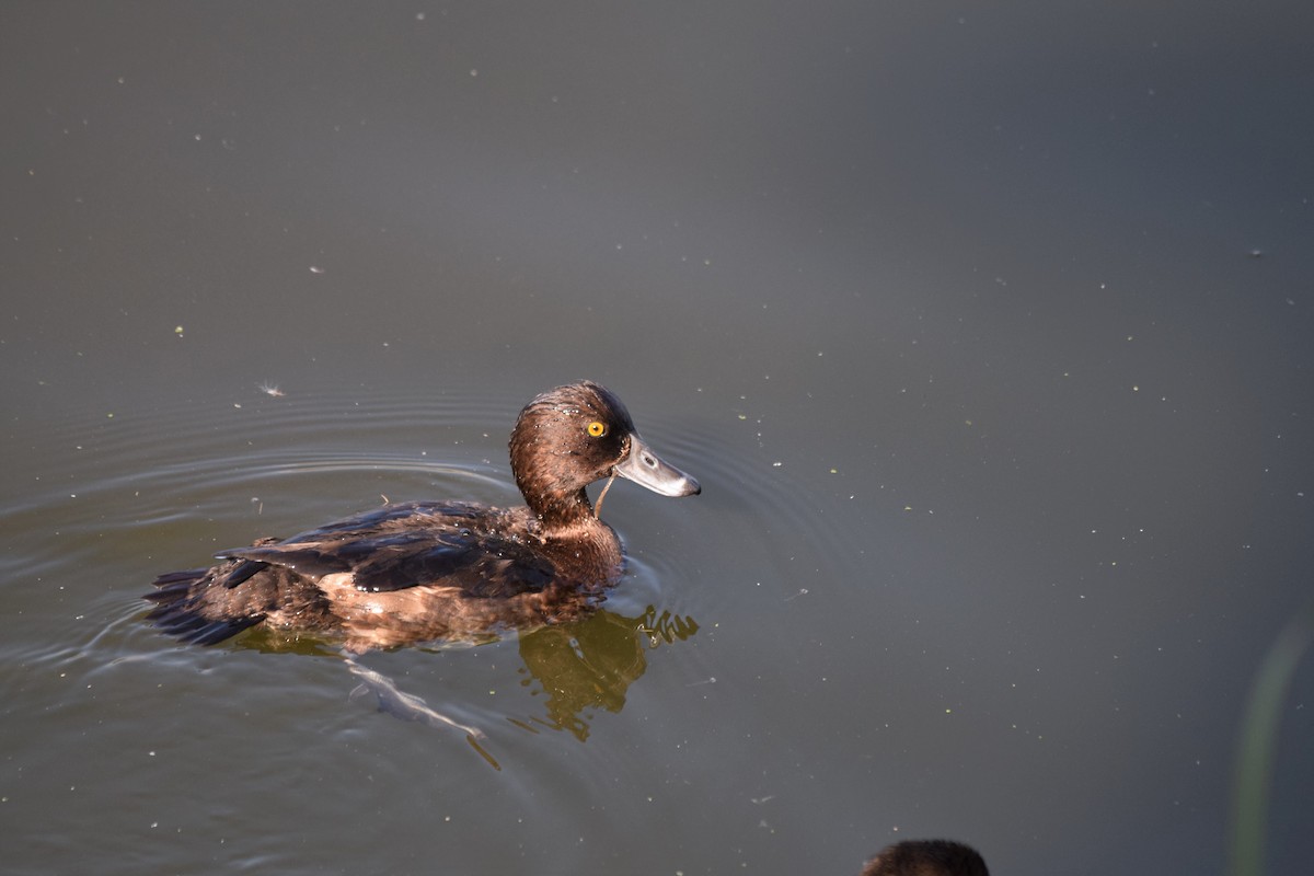 Tufted Duck - ML405001951