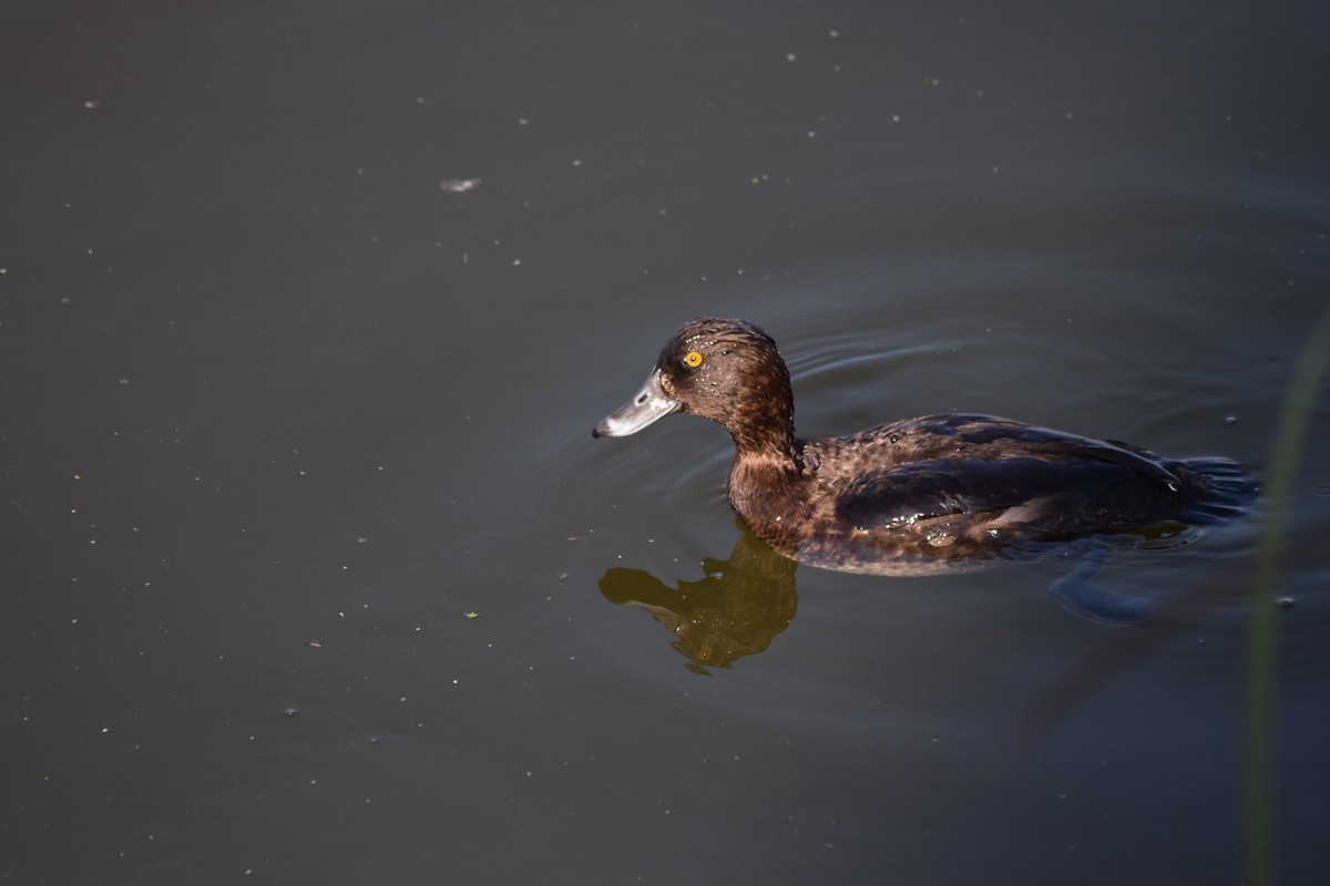 Tufted Duck - ML405001991