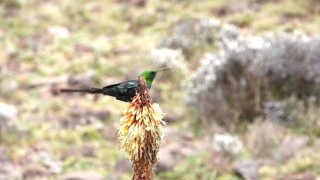 Malachite Sunbird - ML405002561