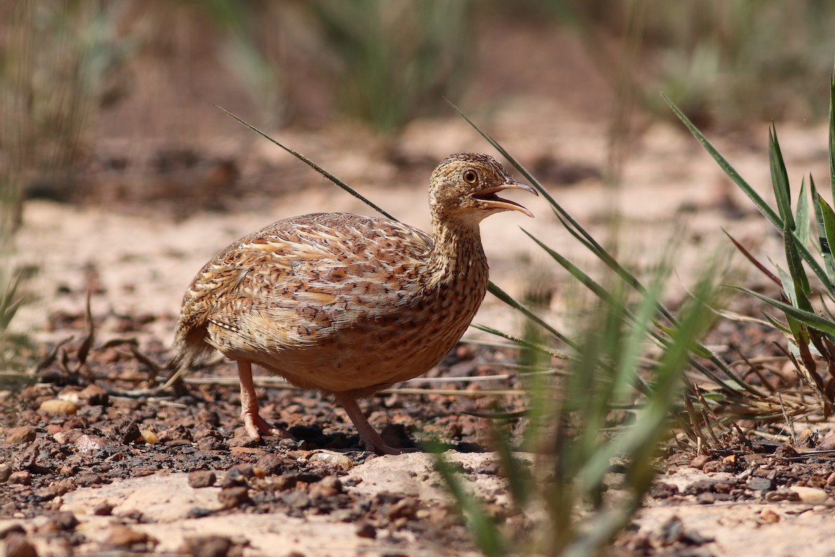 Petit Tinamou - ML405002591